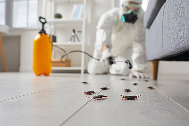 Post-Treatment Bed Bug Interceptor Monitoring in Murrells Inlet